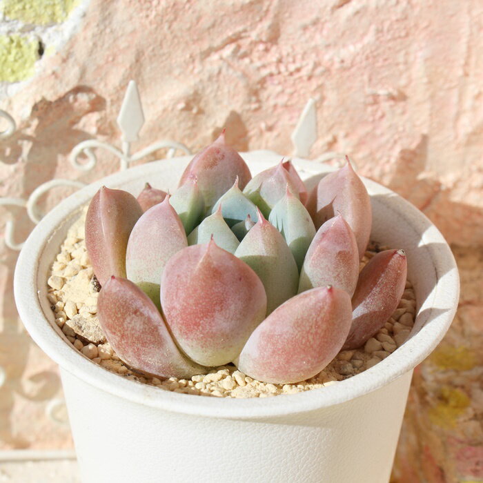 白苺福大福 永遠ラベル付き エケベリア 多肉植物 Echeveria siroichigofukudaifuku エケベリア通販 多肉植物販売 ドライガーデン ガーデニング ビザールプランツ