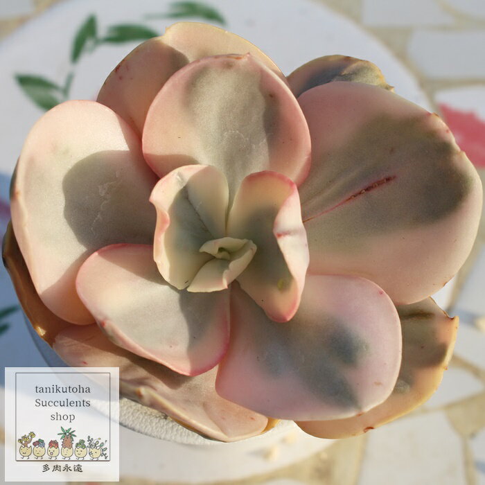 X^ GPxA MTCY ؍c Echeveria suyon white variegata KN A `^ [bg^Cv ꂢ 킢