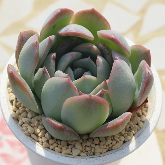 ササ エケベリア 5.5cmポット Echeveria sasa 薔薇咲 多肉植物 小〜中型種 ロゼットタイプ きれい かわいい