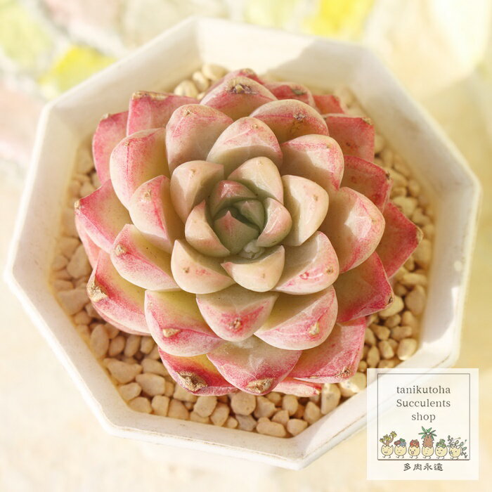 㡼٥å å ʱ٥դ ٥ꥢ Echeveria sakurasherbet 鯺 ¿ʪ 淿 å...