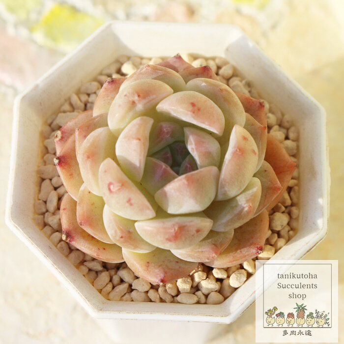 桜餅大福 永遠ラベル付き エケベリア Mサイズ 5.5cmポット Echeveria sakuramochidaifuku 薔薇咲 多肉植物 小～中型種 ロゼットタイプ きれい かわいい