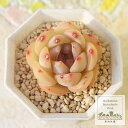 李桃大福 永遠ラベル付き エケベリア 5.5cmポット 多肉植物 小~中型種