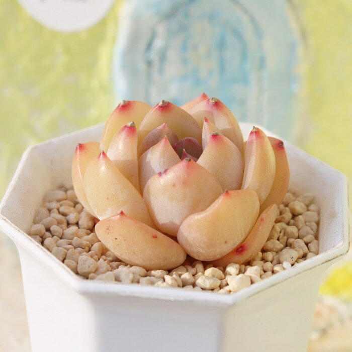 李桃大福 永遠ラベル付き エケベリア 5.5cmポット 多肉植物 小～中型種