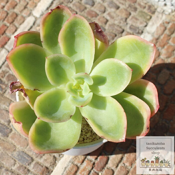 WG Jbgc GPxA MTCY5.5cm|bg Echeveria joe f. variegata KN A ^ [bg^Cv ꂢ 킢