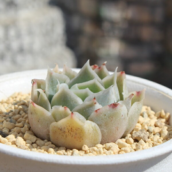 シムランスラグアナ 多肉植物 エケベリア Echeveria simulans Laguna 観葉植物 インテリア ガーデニング 寄せ植え 育てやすい 丈夫 紅葉 フリル 多肉永遠