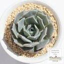 雫薔薇 永遠ラベル付き エケベリア 5.5cmポット 多肉植物 Echeveria shizukubara 小〜中型種