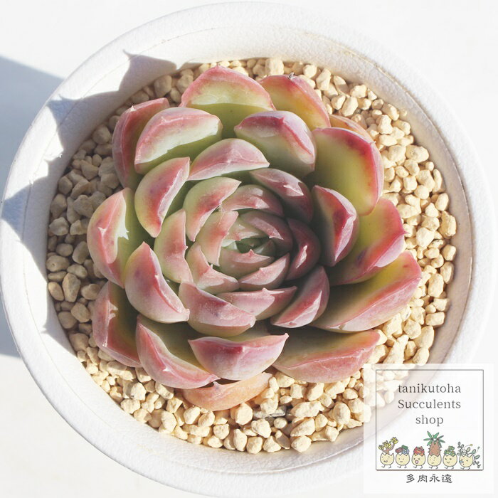 e ixt GPxA MTCY6cm|bg Echeveria sakurakage KN [bg A