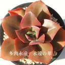 永遠の華（とはのはな) 永遠ラベル付き エケベリア Mサイズ5.5cmポット Echeveria tohanohana 薔薇咲 ロゼット 多肉植物