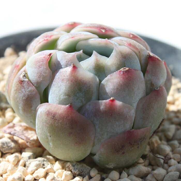 エケベリア ツインベリー Echeveria 'Twin Berry' 多肉植物 韓国苗 観葉植物 インテリア ガーデニング 寄せ植え 育てやすい 丈夫 紅葉 希少 多肉永遠