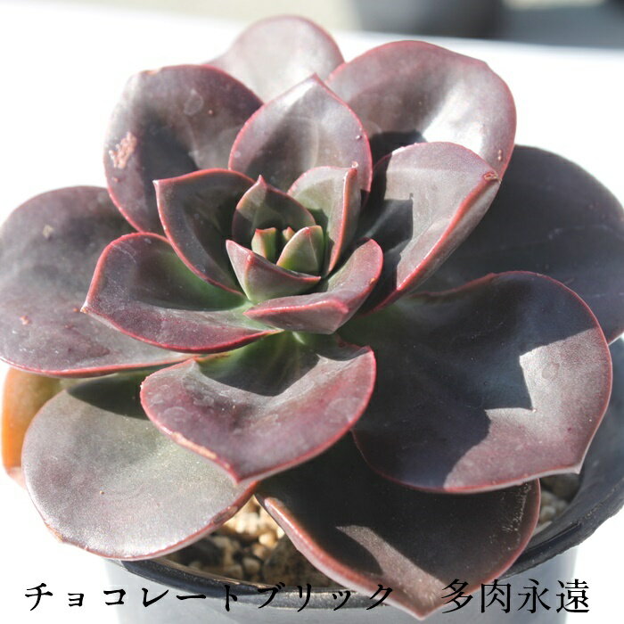 `R[gubN GPxA MTCY6cm|bg MTCY6cm|bg ؍c Echeveria CHOCOLATE BRICK KN A `^ td˂^Cv ꂢ 킢