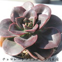 チョコレートブリック エケベリア Mサイズ6cmポット Mサイズ6cmポット 韓国苗 Echeveria CHOCOLATE BRICK 薔薇咲 多肉植物 小～中型種 葉を重ねるタイプ きれい かわいい