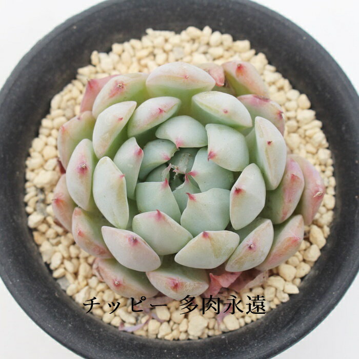 チッピー エケベリア Mサイズ5.5cmポット Echeveria tippy 薔薇咲 多肉植物 小〜中型種 ロゼットタイプ きれい かわいい