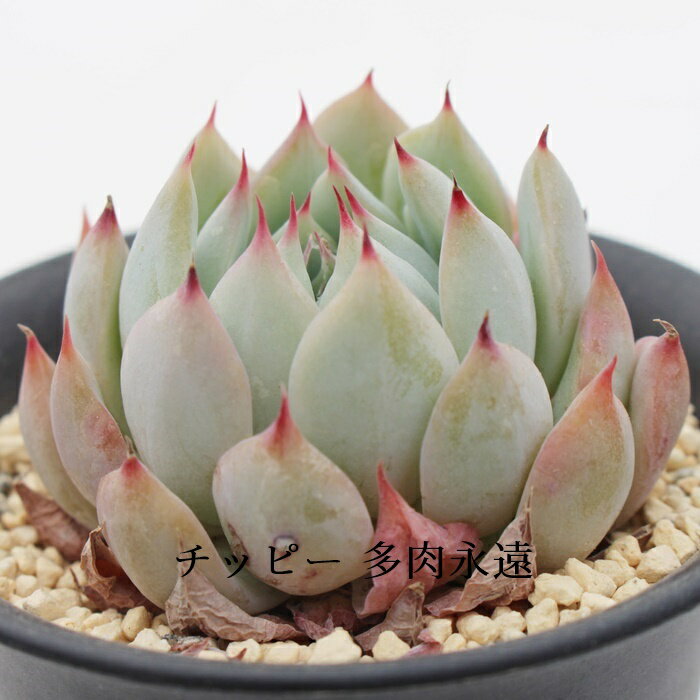 エケベリア チッピー Chippy 多肉植物 希少 交配種 自社農場直送 多肉永遠