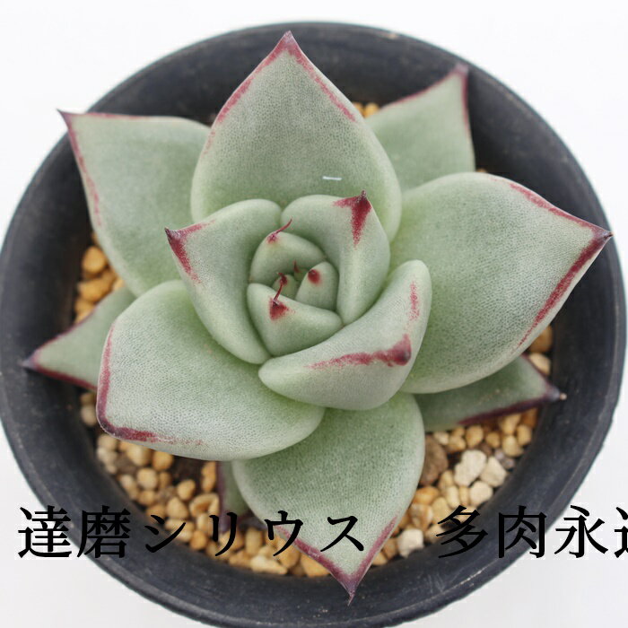 BVEX GPxA MTCY6cm|bg Echeveria DARUMA SERIUS KN A `^ [bg^Cv ꂢ 킢