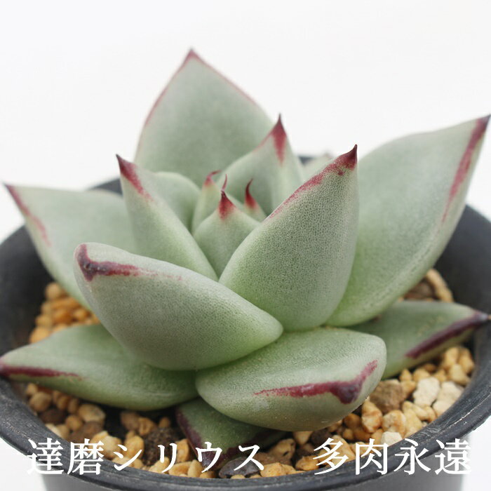 達磨シリウス エケベリア Mサイズ6cmポット Echeveria DARUMA SERIUS 薔薇咲 多肉植物 小〜中型種 ロゼットタイプ きれい かわいい