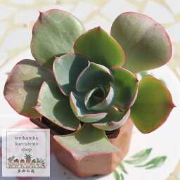 ダビンチ エケベリア 韓国苗 Echeveria DAVINCI 薔薇咲 多肉植物 中型種 ロゼットタイプ きれい かわいい 観葉植物