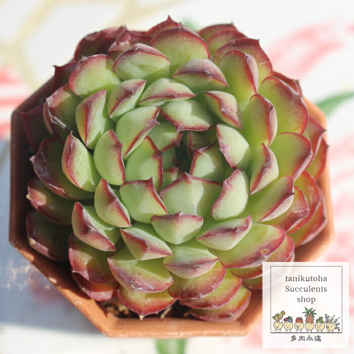 h[[Y GPxA 5.5cm|bg Echeveria dreamrose KN A `^ [bg^Cv ꂢ 킢 ϗtA