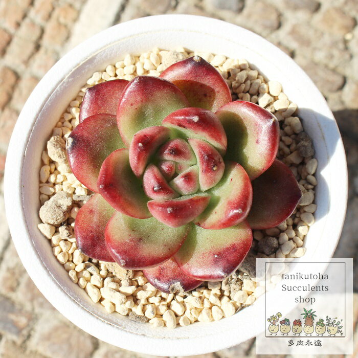 ŗь ixt GPxA MTCY5.5cm|bg Echeveria dokuringo KN A `^ [bg^Cv ꂢ 킢