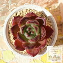 毒林檎大福 永遠ラベル付き エケベリア Mサイズ 5.5cmポット Echeveria dokuringo daifuku 薔薇咲 多肉植物 小～中型種 ロゼットタイプ きれい かわいい