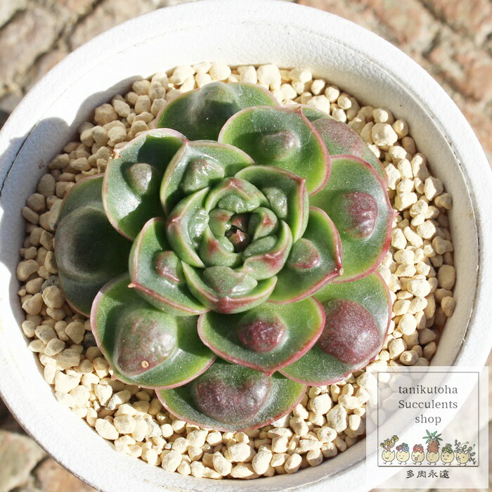 達磨ロンギシマウォーター エケベリア 5.5cmポット Echeveria daruma longissima water 薔薇咲 多肉植物 中型種 ロゼットタイプ きれい かわいい 観葉植物