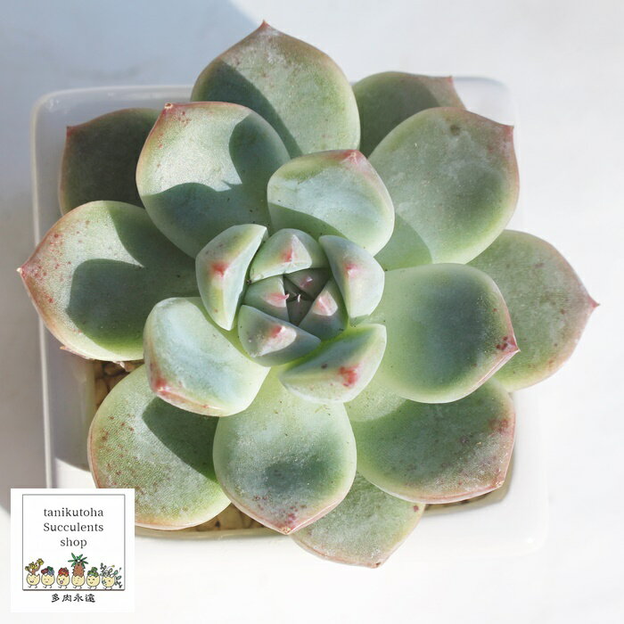 h[X[c GPxA LTCY 8cm|bg ؍c Echeveria DREAM SUIT KN A `^ [bg^Cv ꂢ 킢 ϗtA