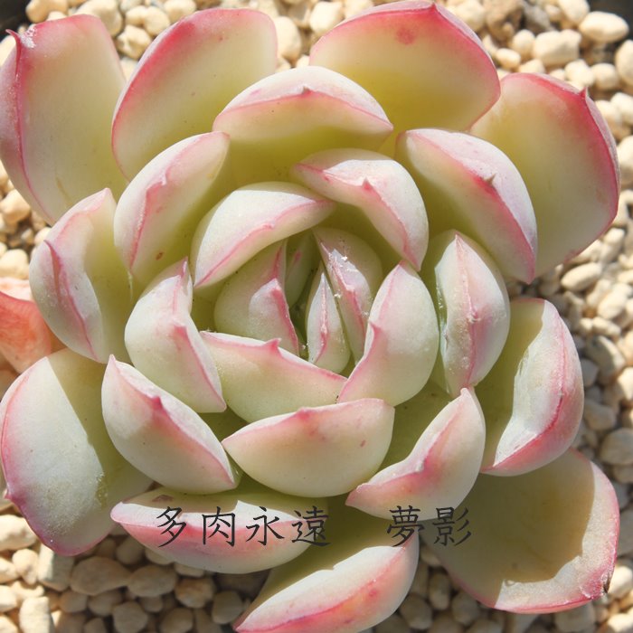 e ixt GPxA MTCY5.5cm|bg Echeveria yumekage KN [bg A