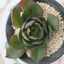 ヤンジン エケベリア 韓国苗 Echeveria 薔薇咲 ロゼット 多肉植物