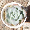 雪魅大福 永遠ラベル付き エケベリア Mサイズ5.5cmポット Echeveria yukimi daifuku 薔薇咲 多肉植物 小〜中型種 ロゼットタイプ ...