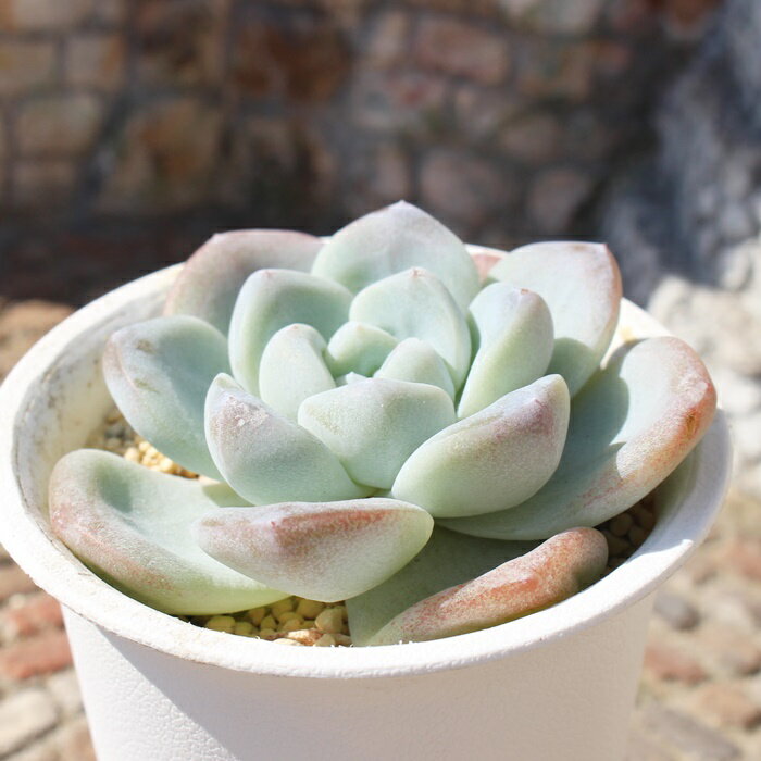 雪魅大福 永遠ラベル付き エケベリア Mサイズ5.5cmポット Echeveria yukimi daifuku 薔薇咲 多肉植物 小〜中型種 ロゼットタイプ きれい かわいい