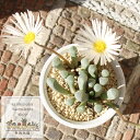 群玉 フェネストラリア Mサイズ6cmポット fenestralia rhopal ophylla 小〜中型種 群生タイプ 多肉植物