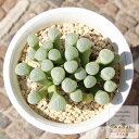 五十鈴玉 フェネストラリア Mサイズ5.5cmポット Fenestralia rhopalophylla 多肉植物 多肉永遠