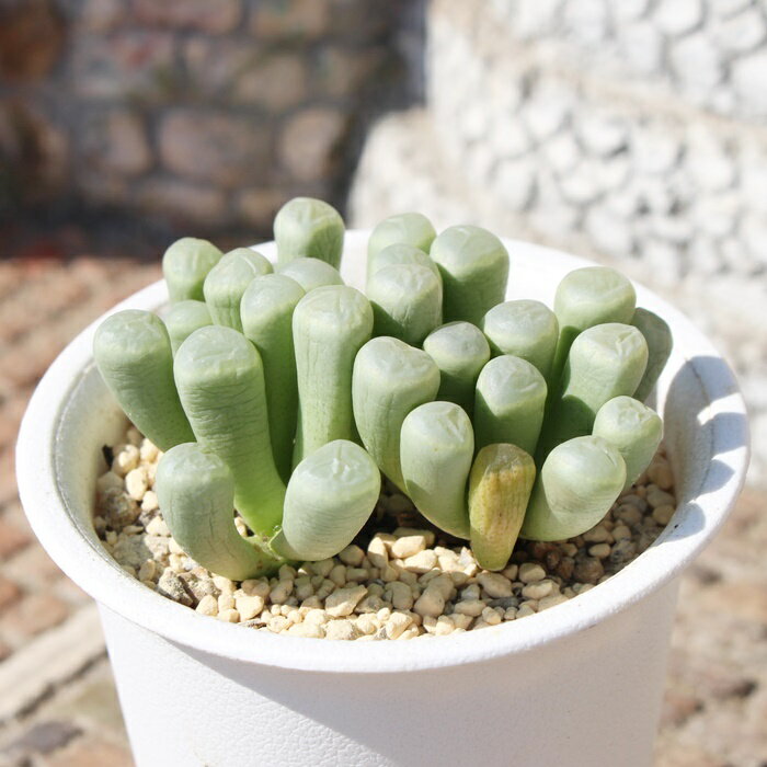 五十鈴玉 フェネストラリア Mサイズ5.5cmポット Fenestralia rhopalophylla 多肉植物 多肉永遠 2