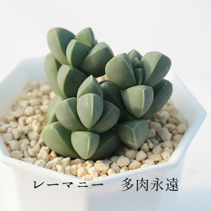 レーマニー コルプスクラリア Mサイズ5.5cmポット Corpuscularia lehmannii 多肉植...