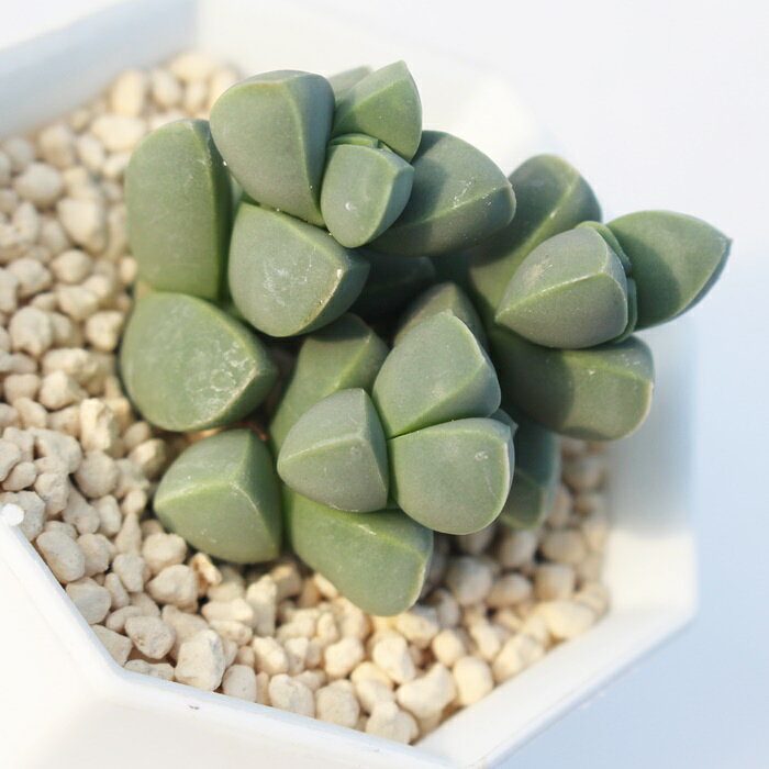 レーマニー コルプスクラリア Mサイズ5.5cmポット Corpuscularia lehmannii 多肉植...
