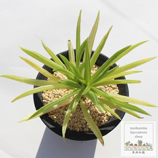 フェレイアエ ペペロミア Mサイズ 5.5cmポット peperomia fereyrae 仔を出すタイプ 多肉植物