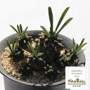 峨眉山 ユーホルビア Mサイズ 5.5cmポット EUPHORBIA VARIDA 小〜中型種 仔タイプ きれい 寄せ植えにも 多肉植物