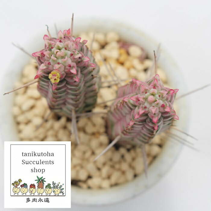 L [zrA MTCY 5.5cm|bg EUPHORBIA MAMMILLARIS `^ ^Cv sNɐFt 񂹐Aɂ A