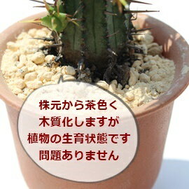 ¿����ʪ �ۥ����ŷ �桼�ե���ӥ� Euphorbia horrida bonten �ӥ�����ץ��� �����ǥå��� �����ǥ˥� ¿ǯ�� ���ե� ������ ���ܥƥ� ���տ�ʪ