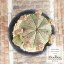仔吹オベサ ユーフォルビア Mサイズ 5.5cmポット 小〜中型種 仔を出すタイプ 多肉植物 ビザールプランツ
