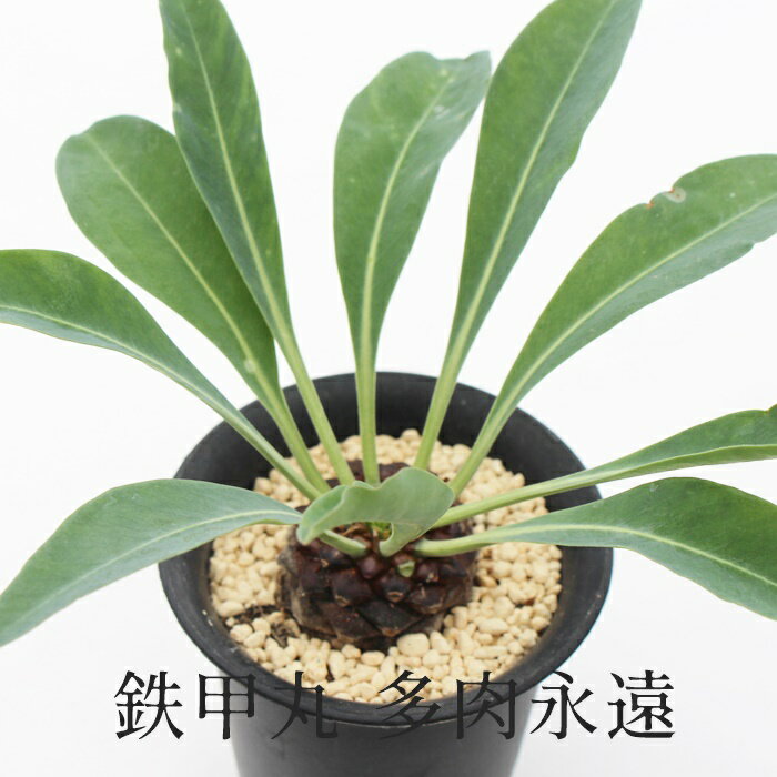 キリンカン麒麟冠 Euphorbia Grandicornis  最低価格の ユーフォルビア グランディコルニス  の種子