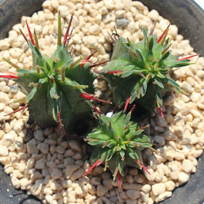 多肉植物 紅ホリダ 1頭 ユーフォルビア Euphorbia kousaihorrida enopla×horrida ...