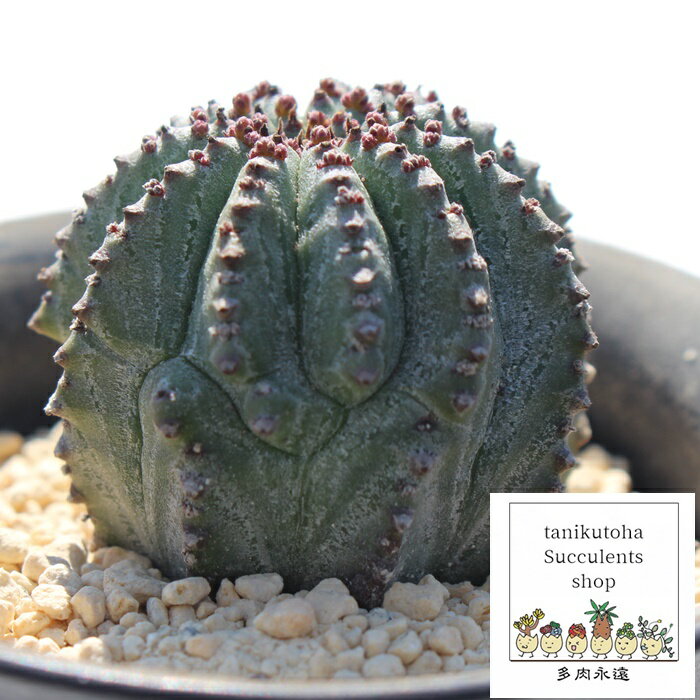 z_V [zrA MTCY 5.5cm|bg EUPHORBIA HORRIDA BONTEA `^ ̃^Cv ic 񂹐Aɂ A