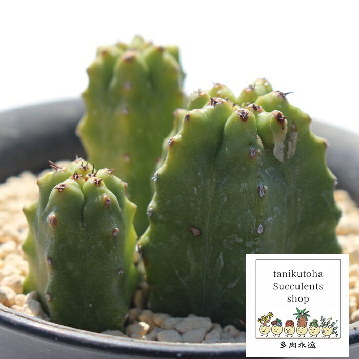 teBR[T [zrA MTCY 5.5cm|bg Euphorbia fruticosa `^ e^Cv ic A