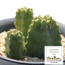 teBR[T [zrA MTCY 5.5cm|bg Euphorbia fruticosa `^ e^Cv ic A