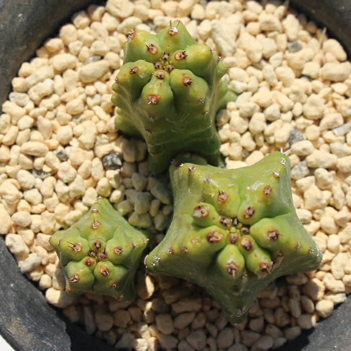 多肉植物 フルティコーサ ユーフォルビア Euphorbia fruticosa fdicotomica ビザー...