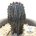 白衣ポリゴナ ユーホルビア Mサイズ 5.5cmポット EUPHORBIA polygona 小～中型種 柱タイプ 男前 多肉永遠苗 多肉植物