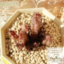 ヒストリクス フエルニア Mサイズ 5.5cmポット Huernia hystrix 小〜中型種 仔を出すタイプ 多肉植物 きれい 寄せ植えにも