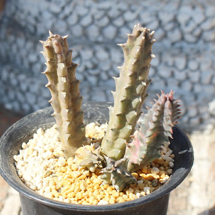 ゼブリナ錦 フエルニア Mサイズ 5.5cmポット Huernia zebrina f. variegata 多肉植...