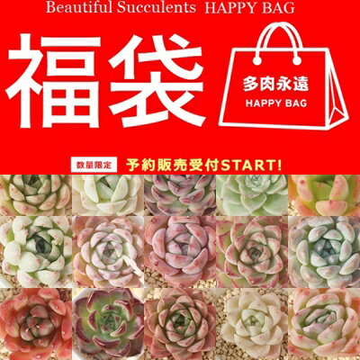 ¿���ʱ󥪥ꥸ�ʥ��� 3���� 2026 ʡ�� 28�� ¿����ʪ ����̵�� �����������դ� ���ڤ��ߥ��å� �ͤ��碌 �����٥ꥢ ���̸���