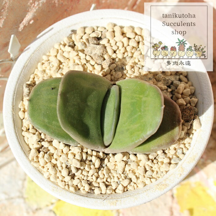 n̋P KXeA MTCY 6cm|bg gasteria hakuba no kagayaki KN A ^ td˂^Cv ꂢ 킢